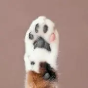 はち