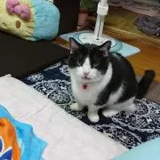 ムース