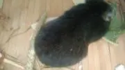 seedの画像