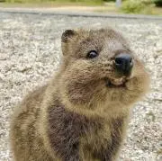 クオッカの画像