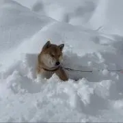 エフォートの画像
