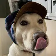 坊ちゃんBoyの画像