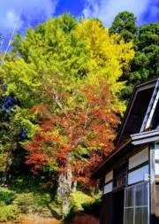 ブームの画像