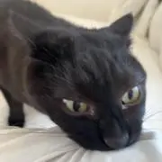 ルイの画像