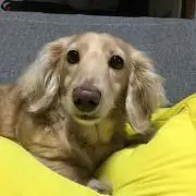 ななワン（引越し断捨離中）