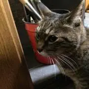 ★もえたく★