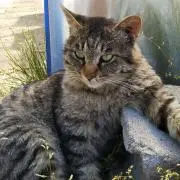 とらのん