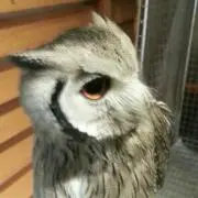 まつやに