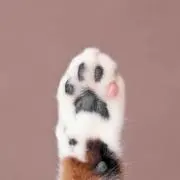s.n