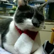 かつしお