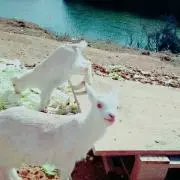 こだま