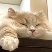 キノピコ