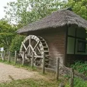 メダカの画像