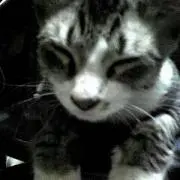 靴下をはいた猫★みぃにゃん★
