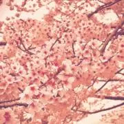 SAKURA ✿の画像