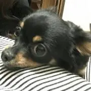 taka