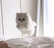 ASAIの画像