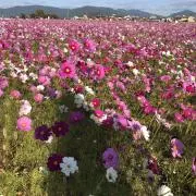 sakurahana3の画像