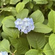 ノンノンの画像