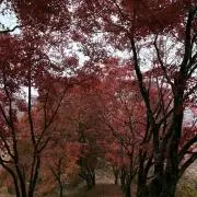 りょくちゃの画像