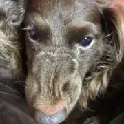 よもしその画像