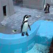 るーの画像
