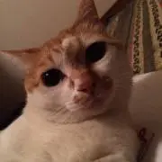 コタロー