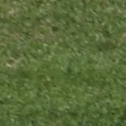 ハク