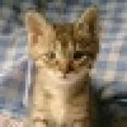 Nyanko