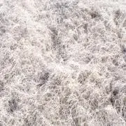 masaの画像