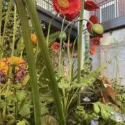 まあらの画像