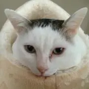 しまにゃん
