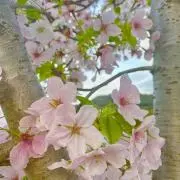 Yoshikoの画像
