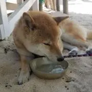 さくの画像