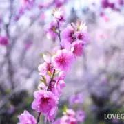 まぁ 即購入歓迎 迅速発送の画像