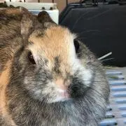 omitsuの画像