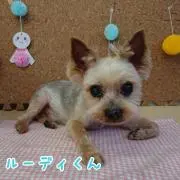 ルーディー