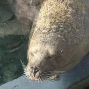 ヴィランの画像