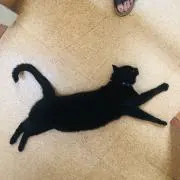 ジャムおばさんの画像
