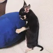 Ｊプロフ必読‼️購入前コメントを‼️の画像