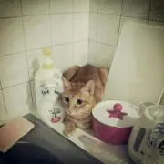 Hの画像