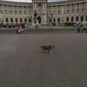 ぽんの画像