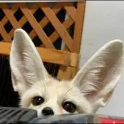 ムギパフ✧︎の画像