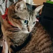 冗香の画像