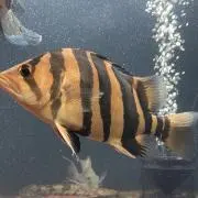 タイガ(^ ^) 値段交渉お気軽にの画像