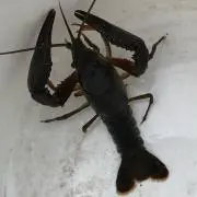 ザリガニ