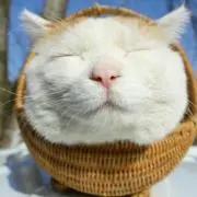 まっちゃんの画像