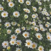 sakuの画像