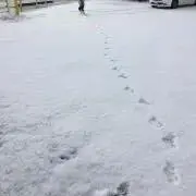 ＊petapeta＊の画像