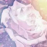 RMerの画像